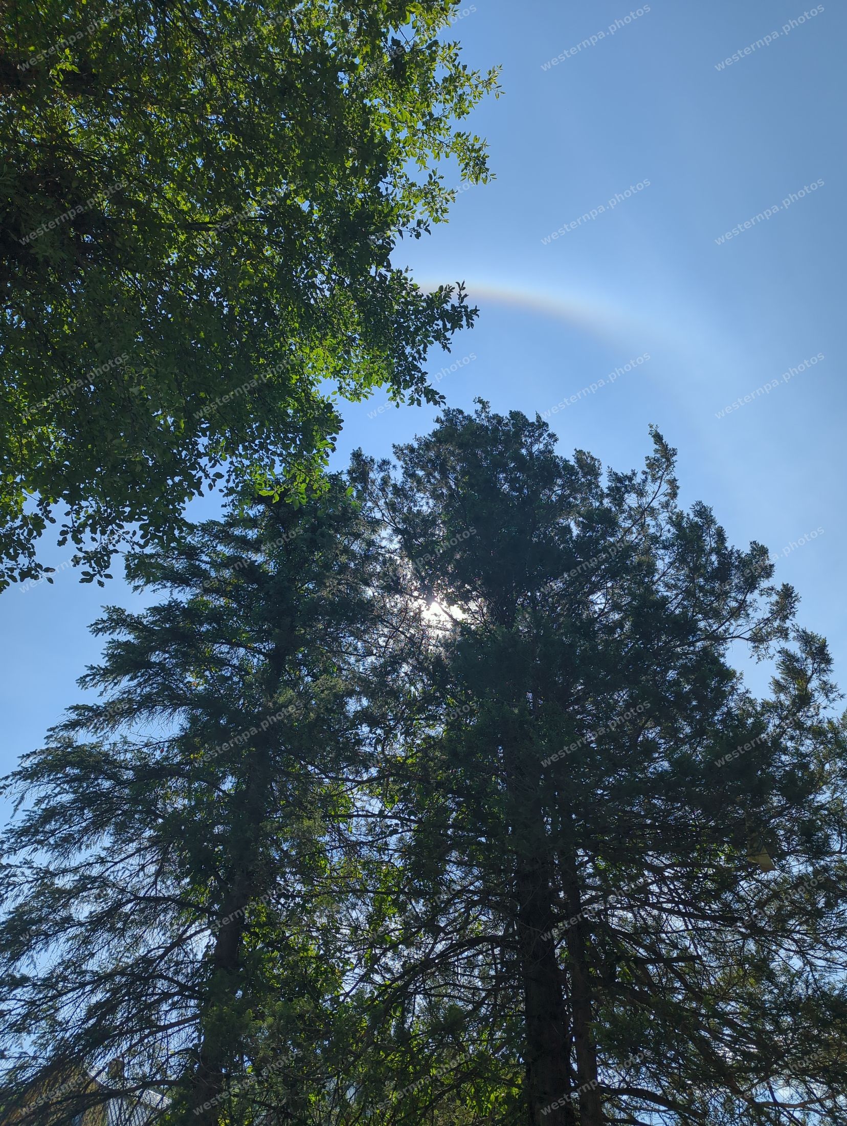 Sun shining through tall pine trees with a faint halo in a blue sky, viewed looking upward