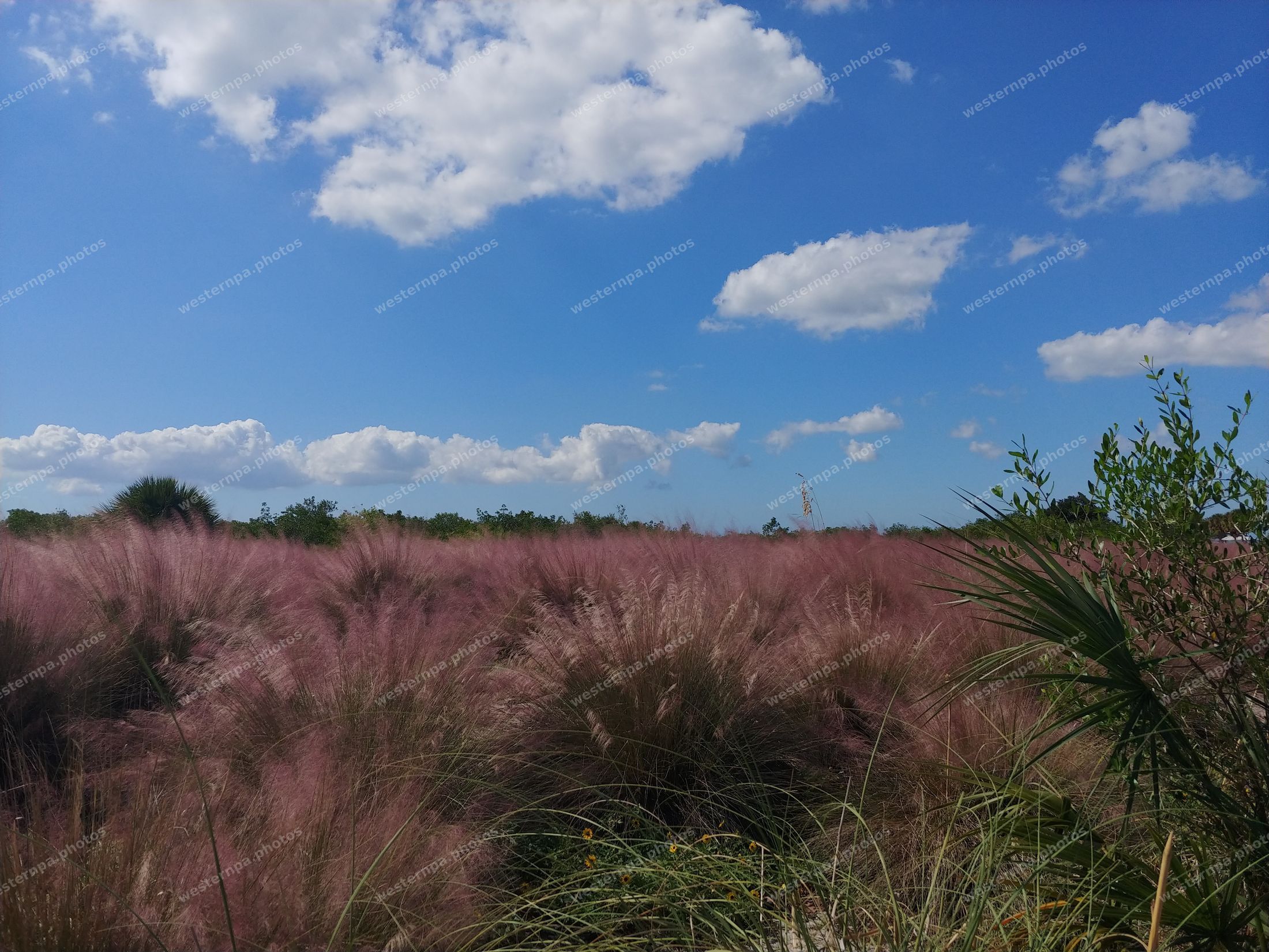 Pink muhly grass with feathery rose-colored plumes against a blue sky with white clouds