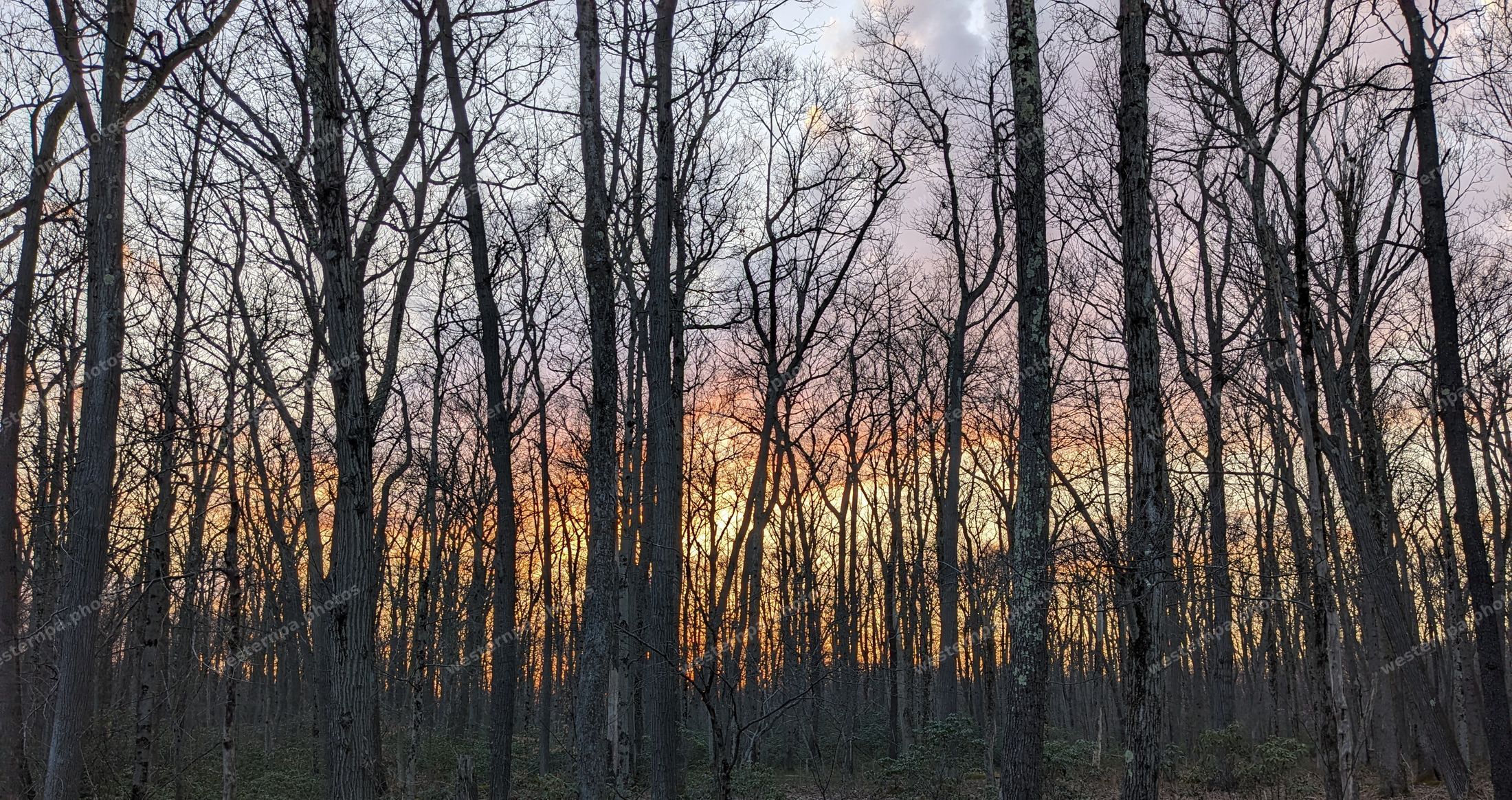 Silhouetted bare trees against an orange and pink winter sunset